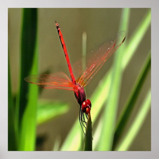 Prachtige firecracker Dragonfly Acrylverf Poster (Voorkant)