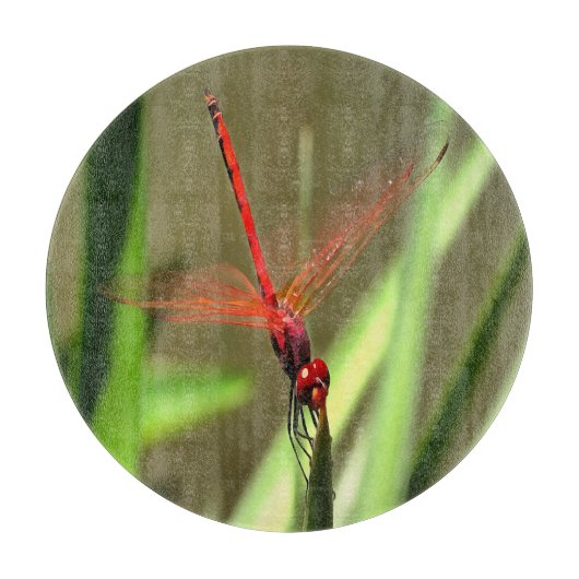 Prachtige firecracker Dragonfly Acrylverf Snijplank (Voorkant)