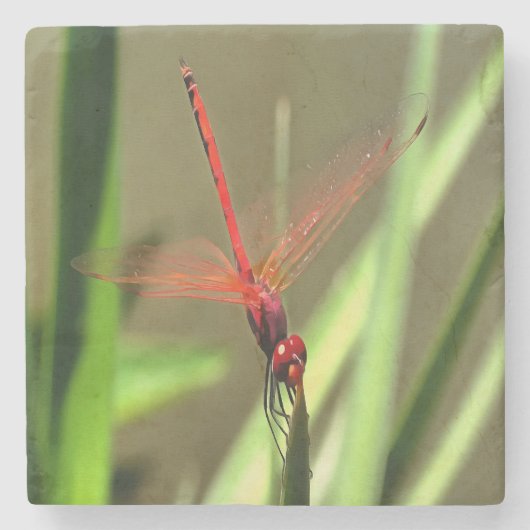 Prachtige firecracker Dragonfly Acrylverf Stenen Onderzetter (Voorkant)