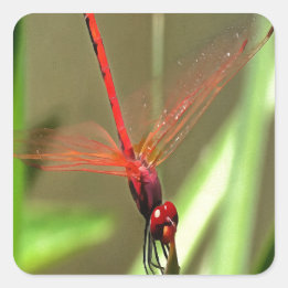 Prachtige firecracker Dragonfly Acrylverf Vierkante Sticker