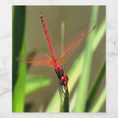 Prachtige firecracker Dragonfly Acrylverf Wijn Etiket (Enkel label)