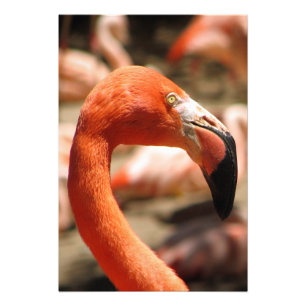 Prachtige Flamingo Print/Poster! Foto Afdruk