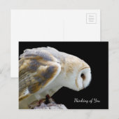Prachtige foto van Barn Owl Briefkaart (Voorkant / Achterkant)