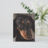 Prachtige foto van dachshund briefkaart (Staand voorkant)