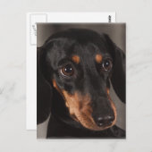 Prachtige foto van dachshund briefkaart (Voorkant / Achterkant)
