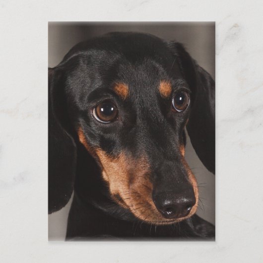 Prachtige foto van dachshund briefkaart (Voorkant)
