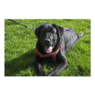 Prachtige foto van een zwarte labrador afdruk