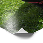 Prachtige foto van een zwarte labrador foto afdruk (Hoek)