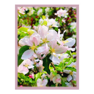 Prachtige foto van Malus asiatica Afdruk