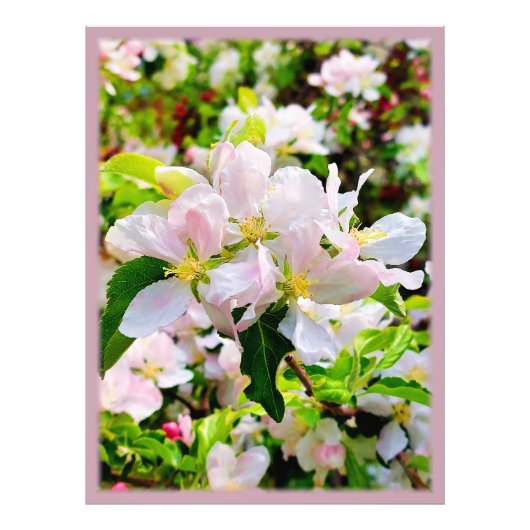 Prachtige foto van Malus asiatica Afdruk (Voorkant)