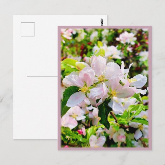 Prachtige foto van Malus asiatica Briefkaart (Voorkant / Achterkant)