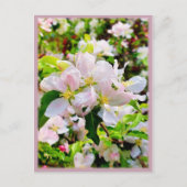 Prachtige foto van Malus asiatica Briefkaart (Voorkant)