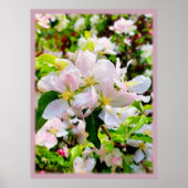 Prachtige foto van Malus asiatica Poster (Voorkant)