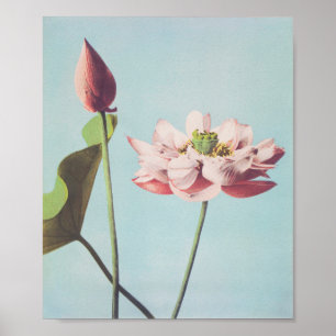 Prachtige fotomechanische prints van Lotus Flowers