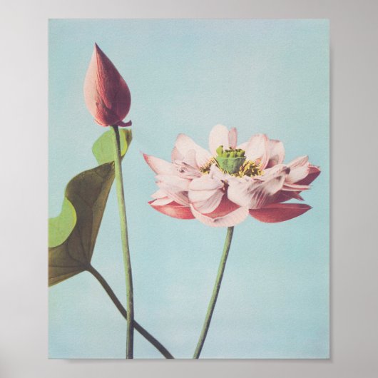 Prachtige fotomechanische prints van Lotus Flowers (Voorkant)