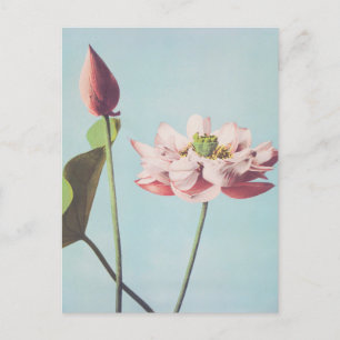 Prachtige fotomechanische prints van Lotus Flowers Briefkaart