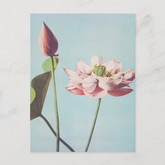 Prachtige fotomechanische prints van Lotus Flowers Briefkaart (Voorkant)