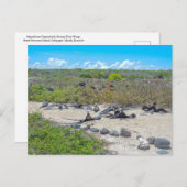 Prachtige fregatvogels drogen hun vleugels briefkaart (Voorkant / Achterkant)