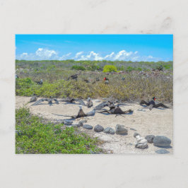 Prachtige fregatvogels drogen hun vleugels briefkaart