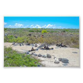 Prachtige fregatvogels drogen hun vleugels foto afdruk