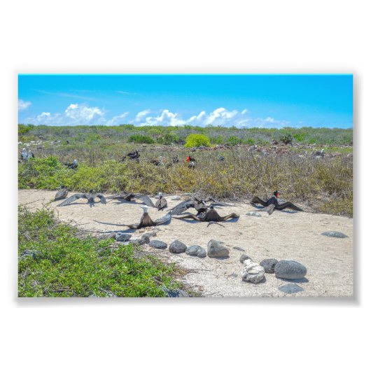 Prachtige fregatvogels drogen hun vleugels foto afdruk (Voorkant)