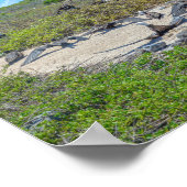 Prachtige fregatvogels drogen hun vleugels poster (Hoek)