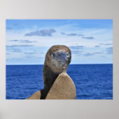Prachtige Gannet Poster (Voorkant)