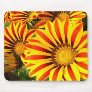 Prachtige Gazania Muismat