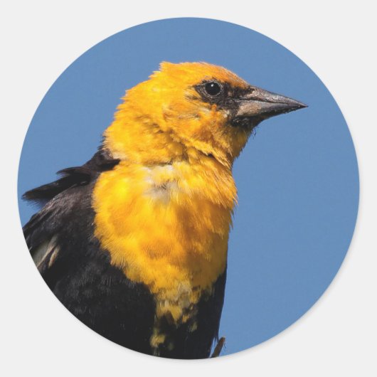 Prachtige gele Blackbird op een dag van de Windy Ronde Sticker (Voorkant)