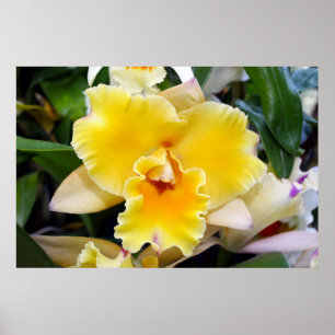 Prachtige Gele Exotic Orchid Poster