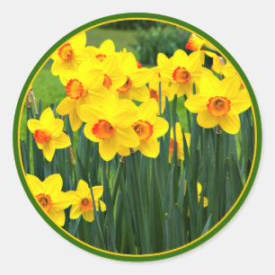 Prachtige gele narcissen voor maart Verjaardag Ronde Sticker