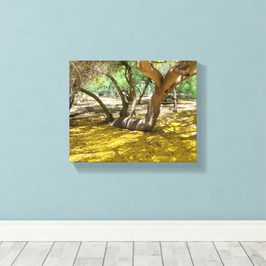 Prachtige gele Palo Verde boom Canvas Afdruk (Insitu (Houten vloer))