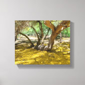 Prachtige gele Palo Verde boom Canvas Afdruk (Voorkant)