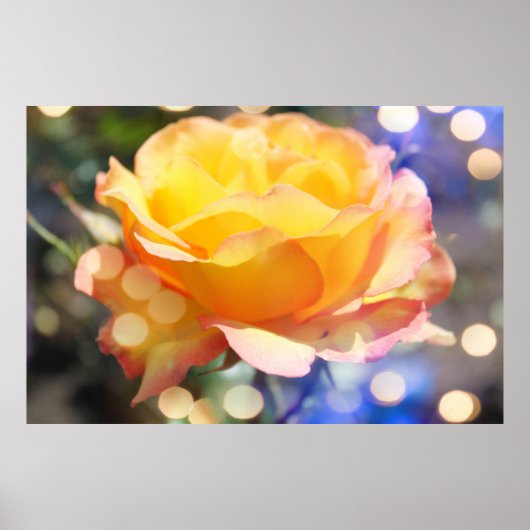 Prachtige gele roos bloem. Bloemfotografie Poster (Voorkant)