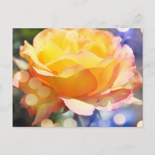 Prachtige gele rozenbloem. Florale fotografie Briefkaart (Voorkant)