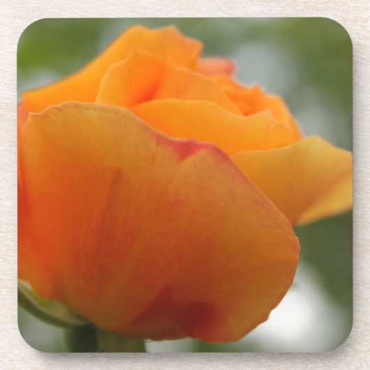 Prachtige gele rozenbloem fotografie. bier onderzetter (Voorkant)