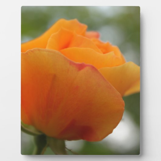 Prachtige gele rozenbloem fotografie. fotoplaat (Voorkant)