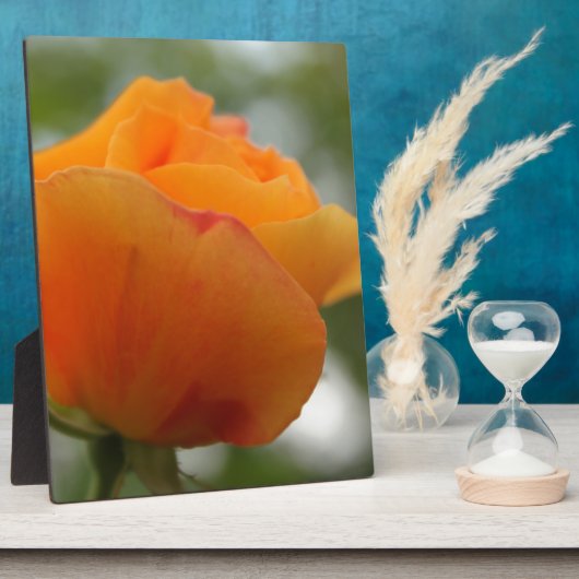 Prachtige gele rozenbloem fotografie. fotoplaat (Zijkant)