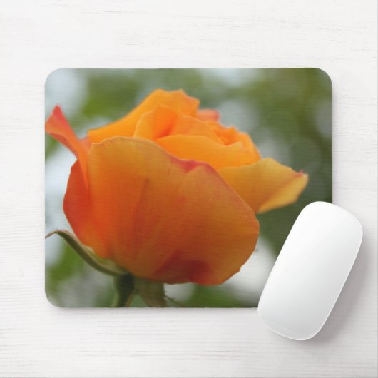 Prachtige gele rozenbloem fotografie. muismat (Met muis)