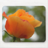 Prachtige gele rozenbloem fotografie. muismat (Voorkant)