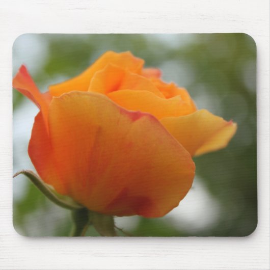 Prachtige gele rozenbloem fotografie. muismat (Voorkant)