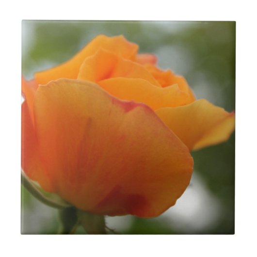 Prachtige gele rozenbloem fotografie. tegeltje (Voorkant)