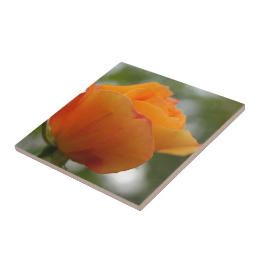 Prachtige gele rozenbloem fotografie. tegeltje (Zijkant)