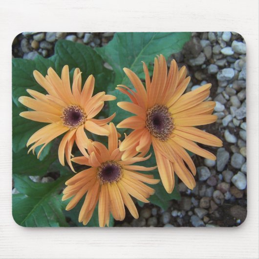 Prachtige Gerber Daisy Mousepad Muismat (Voorkant)
