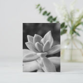 Prachtige Ghost-Plant Succulent Briefkaart (Staand voorkant)