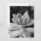 Prachtige Ghost-Plant Succulent Briefkaart (Voorkant / Achterkant)