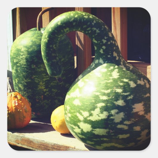 Prachtige Giant Gourds-Natuur Vierkante Sticker (Voorkant)