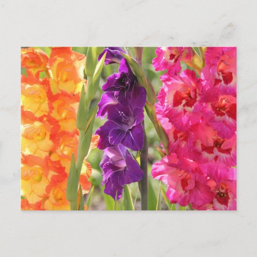 Prachtige Gladiolus Blooms Briefkaart (Voorkant)
