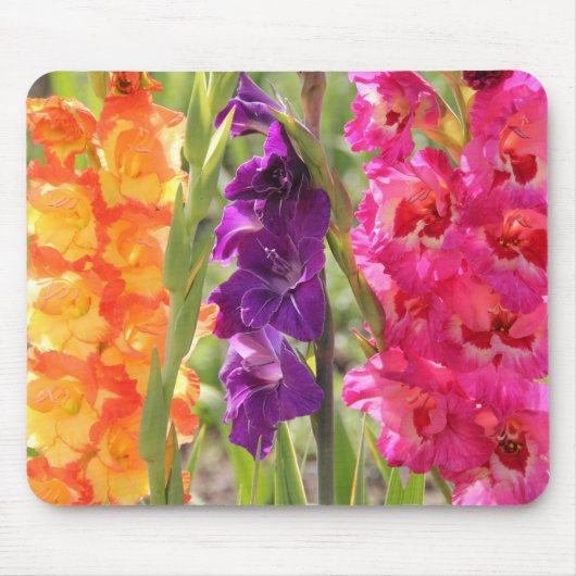 Prachtige Gladiolus Blooms Muismat (Voorkant)