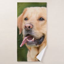 Prachtige Golden Labrador